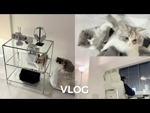 *VLOG ᯓ★ productive days with kittens, living alone in Japan