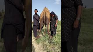 Camel milk morning routine #camel #villagelife #milk  #desert