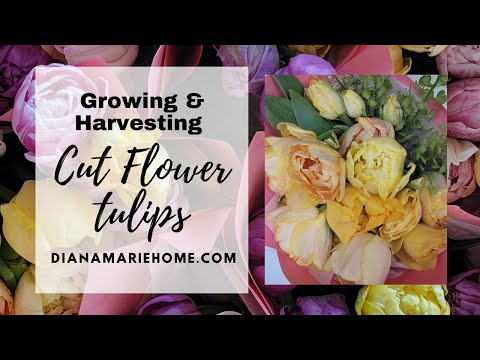 Growing Tulips for Cut Flowers (Growing & Harvesting Tips)