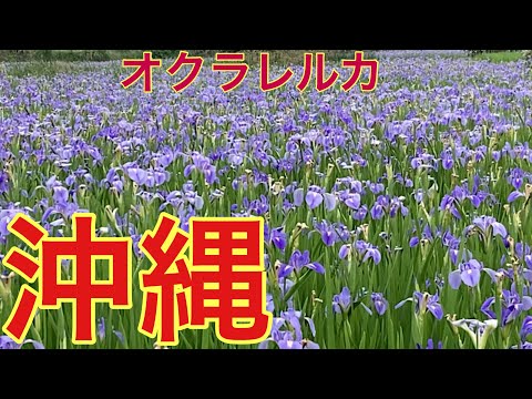 癒しの花オクラレルカ／沖縄復帰五十周年「辺戸岬」散策／絶景　茅打バンタ