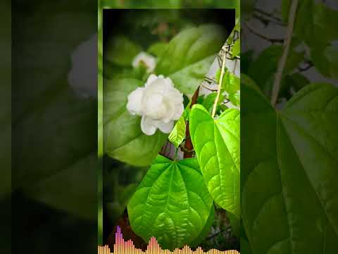 Nature lover #naturephotography #earth #trendingvideo lagan tumse laga baithe  #krishna #bhajan