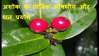 अशोक के तांत्रिक औषधीय और धन प्रयोग