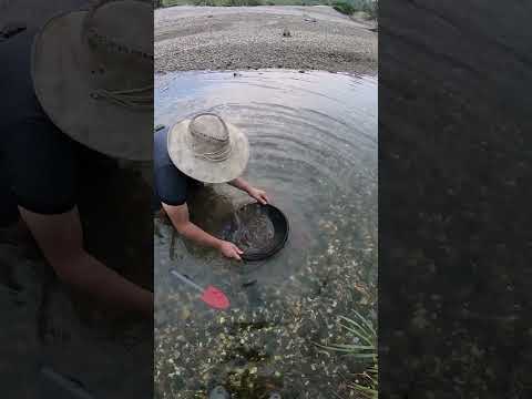 This River Has More GOLD Than We Expected! #gold #goldhunting