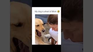 Dogs being idiots part 257: Dog vs Mom 🤣🐕 #funnydog #funnypet #cutedog #dog #pets #shorts