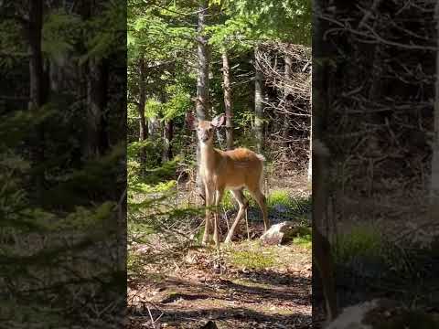 I’m just metal detecting in the woods my deer