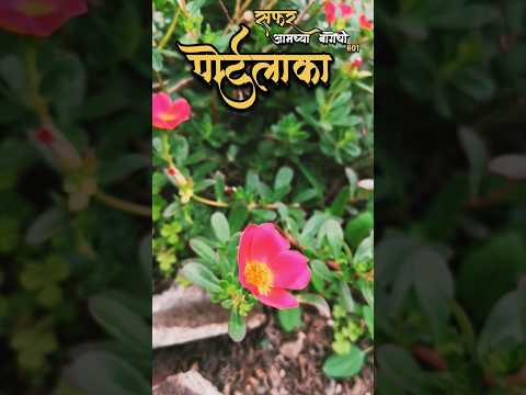 ♥️ PORTULACA 🌸 #shortfeed#shortvideo#portulacaflower#viralvideo