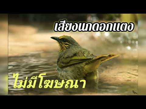 เสียงนกดอกเเตง มีตัวได้💯%