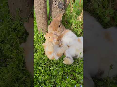 Bunny Bros Snoozing Under the Tree 🌳🐰🐰💤 #sleep #relaxing #brother #shorts #trending #motivation #sky