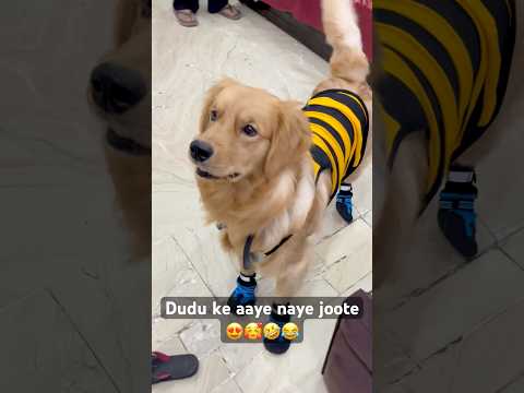 Dudu funny reaction on his shoes😂 #funny #comedyvideos #goldenretriever #funnyshorts #viralvideo