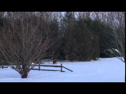 deer in snow