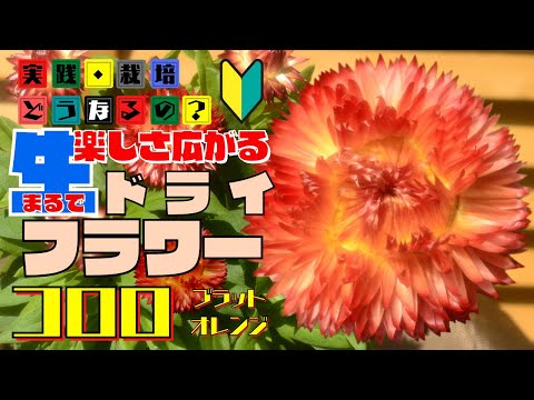 実践・栽培・どうなるの？【夏の花】楽しさ広がるまるで生ドライフラワー？【コロロ・ブラットオレンジ】植え方・育て方・育ち方【園芸】