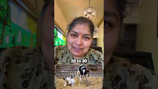 How I make money to feed more #shorts #smallbusinessowner #youtubeshorts #india #usa