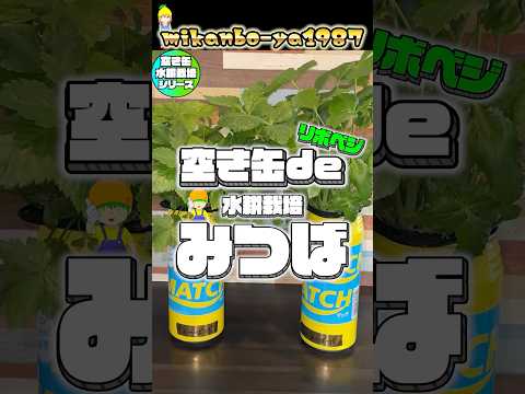 [Indoor Rebo-Veg] Mitsuba can be grown for over half a year and harvested! Amazing empty can rebo...