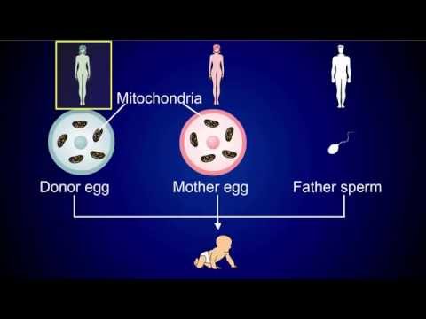 Three Parent In-Vitro Fertilization (IVF)