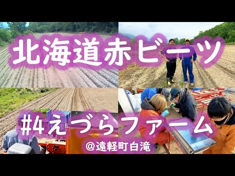 北海道赤ビーツのお話#4　#ビーツ　#えづらファーム