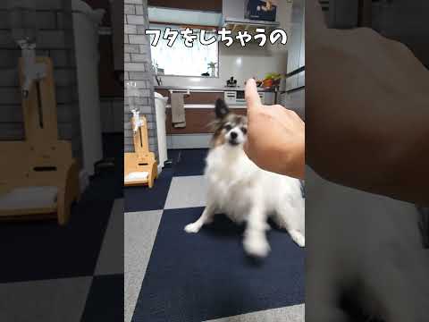 空き箱をおやつ入れてみた犬の反応 #空き箱 #知育玩具 #可愛い犬