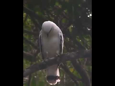 White hawk #short #birds #whitehawk #eagle