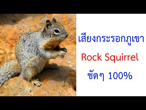 เสียงกระรอกภูเขา Rock Squirrel 2021 ชัดๆ