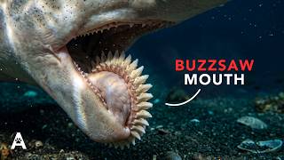 The Sea Monster With a Buzzsaw for a Mouth