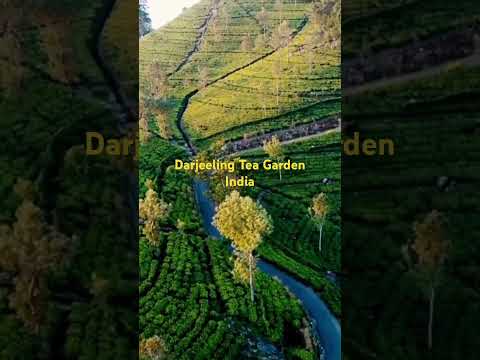 India's Tea Garden