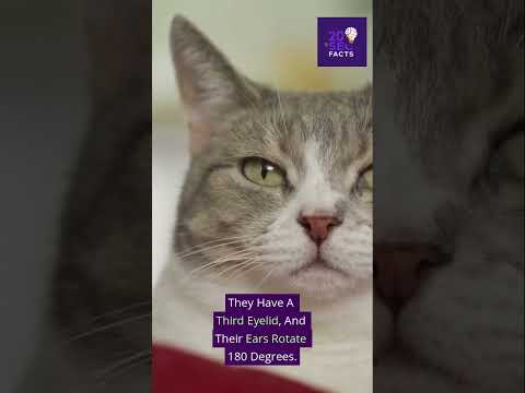 5 Strange Facts About Cats #20secfactss #shortscience #didyouknow #mindblown #scienceshorts #quick