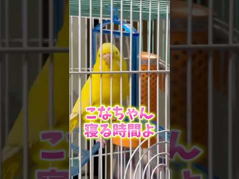 寝る時間よ #セキセイインコ #小夏 #8時