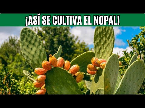 🌵Cómo Cultivar Nopal en Casa (Opuntia Ficus-Indica) | Da Fruto, Cura y Purifica