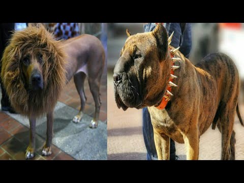 Top 10 hybrid Dogs Breeds in the World #Hybriddog #hybridanimals #Dangerousdog #strongdog