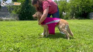 How to Put on a ThunderShirt® - Polo Style