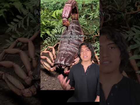 #prehistoric #animals #nature #horror #scorpion