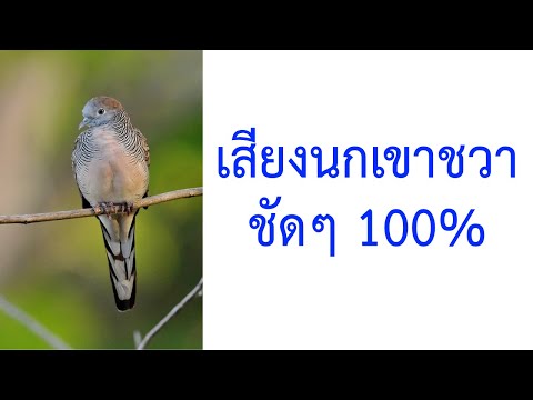 เสียงนกเขาชวาไว้ฟัง Geopelia striata Columbidae 2021 ชัดๆ