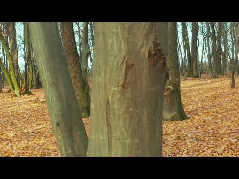 Mindful Minute - Autumn Forest (Classroom, Studying, School Mental Break)