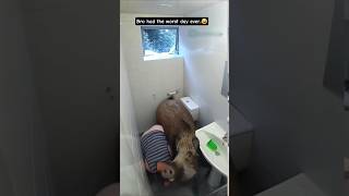 This is INSANE😂 ...crazy fail compilation comming every week! #fails #funnycomedy #funny video