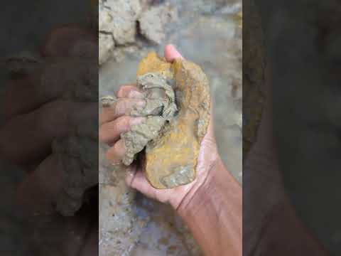 looking for gold in the mining mud #goldhunter #diggingforgold