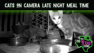 Cats On Camera | Late Night Meal Time At My Tiny Texas Home