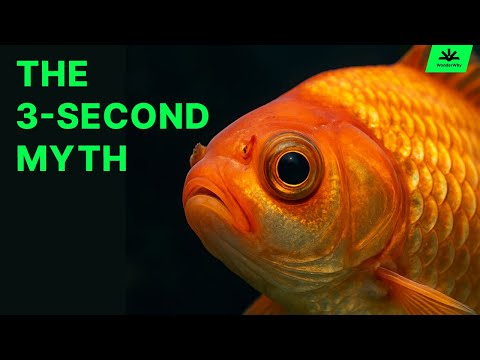 Do Goldfish Actually Forget Everything in 3 Seconds?