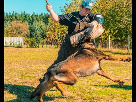 "Top 10 Best Security Dogs in the World: Ultimate Protectors!" 🐶🐕‍🦺😱 #SecurityDogs #Top10Dogs
