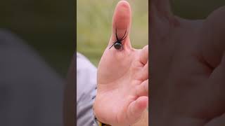 Never handle a black widow!