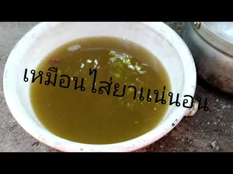 วิธีต้มน้ำกระท่อมไห้เหมือนไส่ยา สูตรนี้ทั้งยันทั้งอร่อย 100%