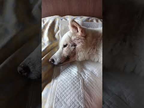 もう１５歳の愛犬