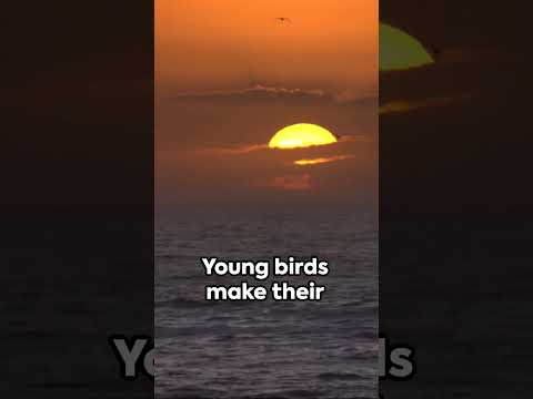 Feathered GPS: The Mystery of Bird Migration #mysteryofworld #dailytrivia #factstime