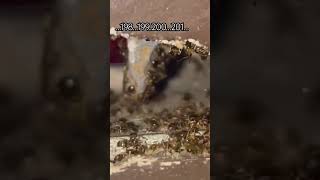 #countingforkids #antsofinstagram #ants