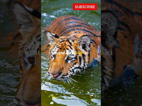 Animal's Name !🐯 | #learning#education#knowledge#study#kidseducation#shorts#animals#brightminds#fps