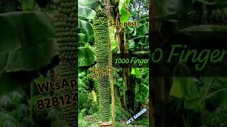 Rare Banana #plantforsale #plants #banana #india #sale #salepost #onlineplants #plantsale #vibes