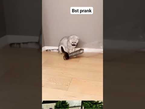 #everydayhighlights #funnyvideo y