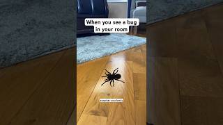 HUGE Spider In MY ROOM 😱🕷️
