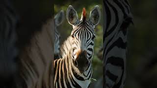 Instant Peace Theta Waves and Wild Animal Energy #thetawaves #shorts  # #brainfrequency  #brainwave