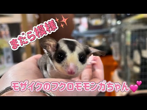 ベタ慣れ！！フクロモモンガちゃん💕（熱帯倶楽部東川口本店）