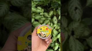 ഇഞ്ചി മിഠായി | the ginger candy | #candy #ginger #gingercandy #youtubeshorts #shorts