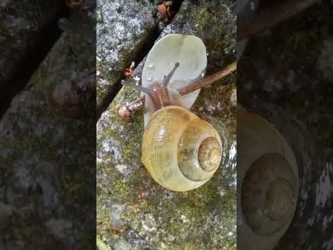 #snails after rain#snails#edit#short#MarZako